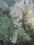 1360 13 seahorse.jpg