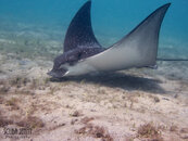 1361 02 spotted eagle ray.jpg