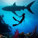 shark with diver.jpg