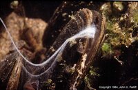 Mussels spawning7.jpg