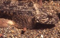 Sculpin Camoflage.jpg