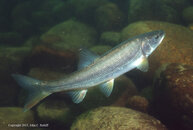 Northern Pike Minnow1.jpg