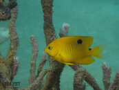 1371 03 3spot damselfish.jpg