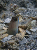 1371 11 moustache jawfish.jpg