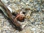 1372 01 bobbit worm.jpg