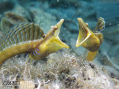 1372 05 pike blenny.jpg