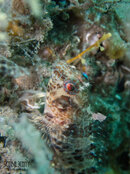 1372 08 oyster blenny.jpg