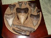 DSC09709.jpg