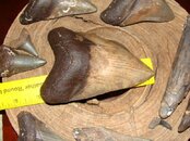 DSC09720.jpg
