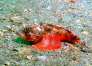 Blue Heron Bridge Reef Scorpionfish.jpg