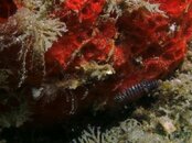 Blue Heron Bridge Tiger Goby.jpg