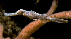 Halmahera side view lt grn sm.jpg