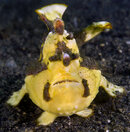 frogfish yell front sm 4x6.jpg