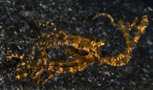 Mimic octopus orange sm 4x6.jpg