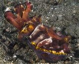 flambo cuttle side 2 sm 4x6.jpg