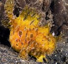 hairy frog yell sm 4x6.jpg