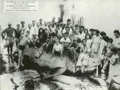 great white cuban 1940s.jpg