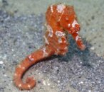 BHB redseahorse.jpg