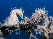 Blue Heron Bridge Mating Seahorses Young Love.jpg