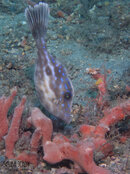 1375 04 filefish.jpg