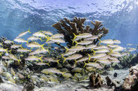 coral-fish cuba-01.jpg