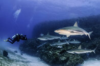 sharks cuba-03.jpg