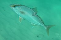 injured jack fish.jpg