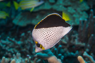 DSC04515-320.jpg