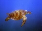 Turtle16.jpg