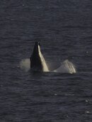 Whale92.jpg