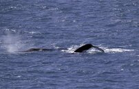 Whale18.jpg
