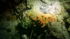 2023 - Nudi 3 - Ammo Jetty20230702P7020145.jpg