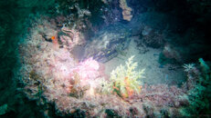 2023 - Nudi and friends - Ammo Jetty20230702P7020121.jpg