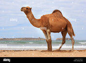 camel-on-the-beach-in-morocco-HFAD16.jpg