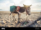 donkey-with-baskets-on-the-beach-tafedna-morocco-2BH26AY.jpg