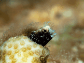 759D718EFC8144DA9D492D1EE991BB41.gif