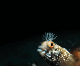 C76CB84176C14052AD74FC4CDAA078D1.gif