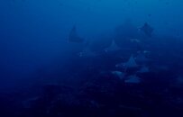 mobula edit small.jpg