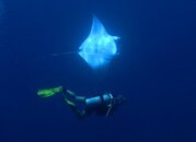 Manta edit small.jpg