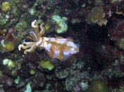 Squid (4).jpg Squid (4).jpg