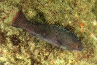 croaker?.JPG