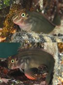 blenny_id.jpg