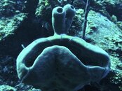 Cookie Monster Sponge of the deep.... Quite comical, especially when found at 110 feet. ;p.jpg