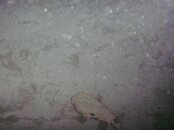 PICT0077.jpg
