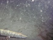 PICT0090.jpg