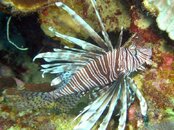 lionfish1.jpg