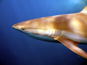 shark2.jpg