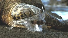 turtle_plastic.jpg