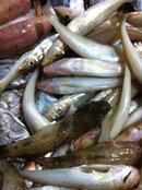 IMG_1601Scaled.jpg