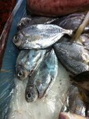 IMG_1600Scaled.jpg